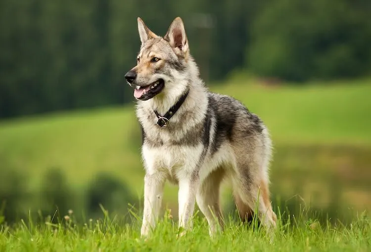 Czechoslovakian Wolfdog